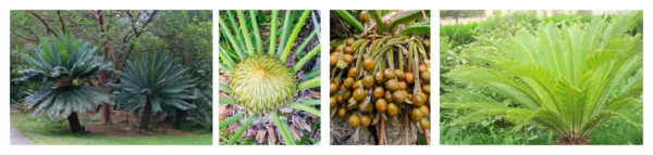 Cycad Enthusiasts